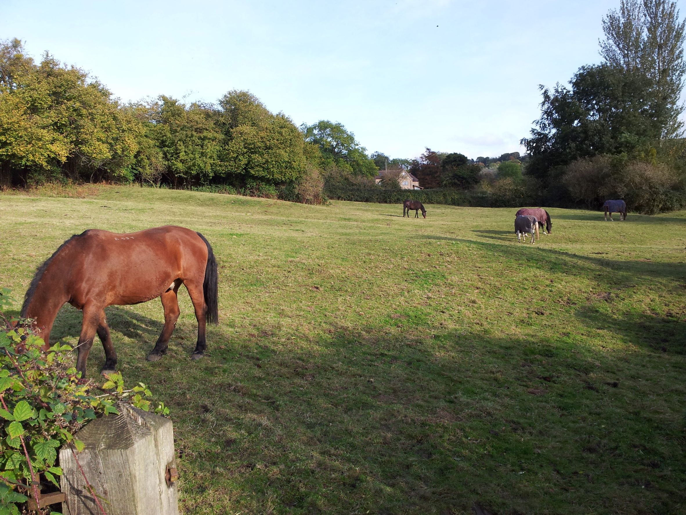 Horses in a field