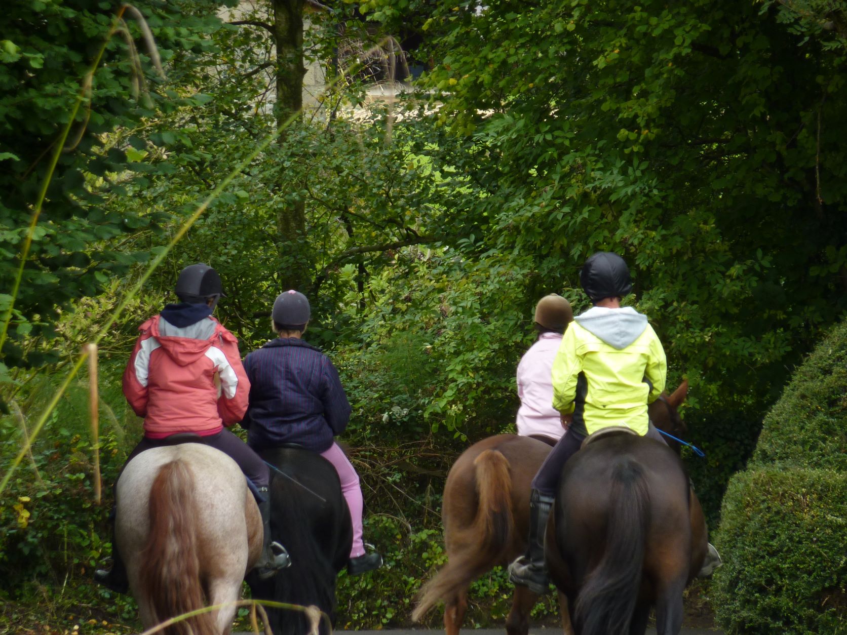 Horses on lane